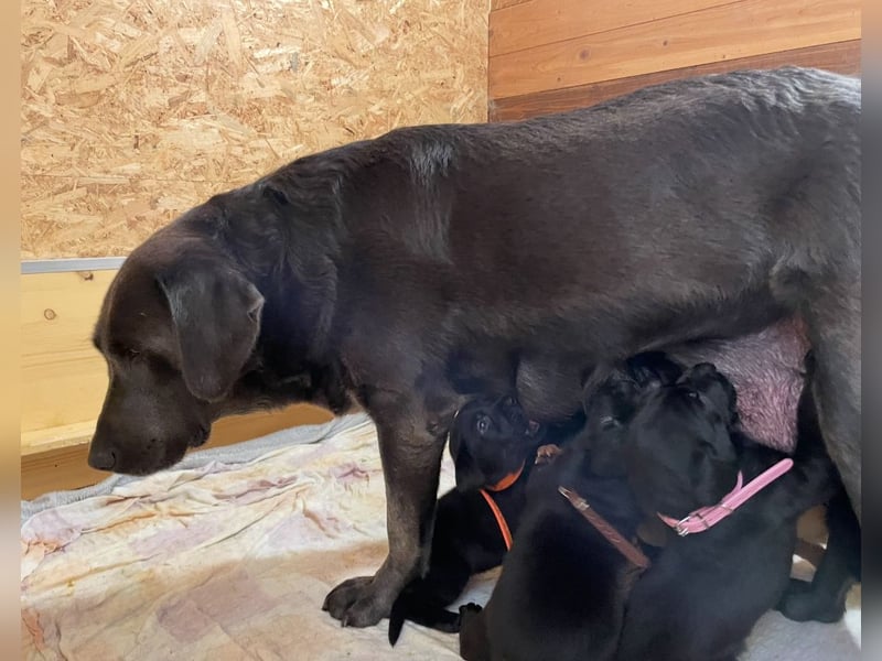 Labrador Welpen in foxred und schwarz aus liebevoller Hobbyzucht