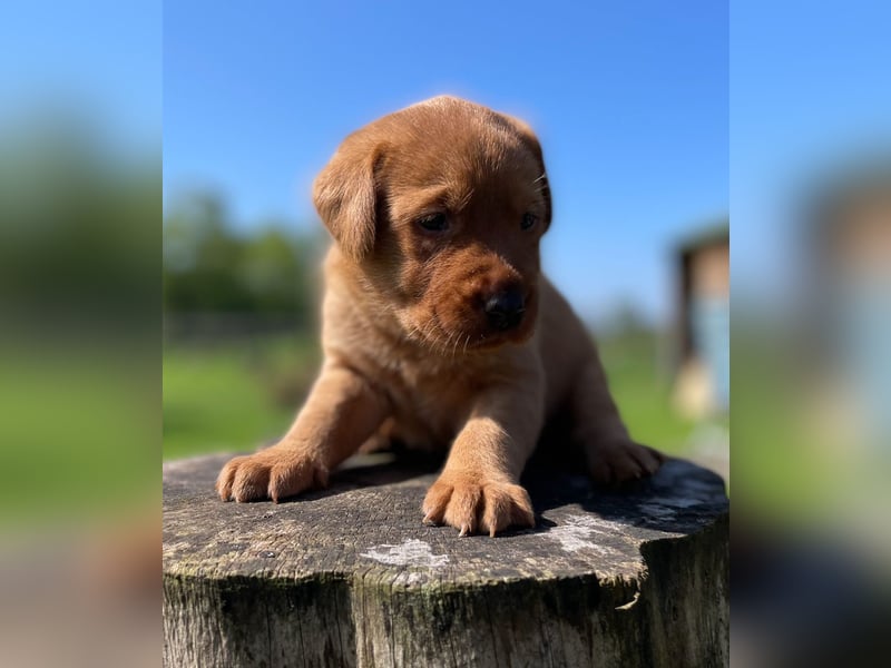 Labrador Welpen in foxred und schwarz aus liebevoller Hobbyzucht