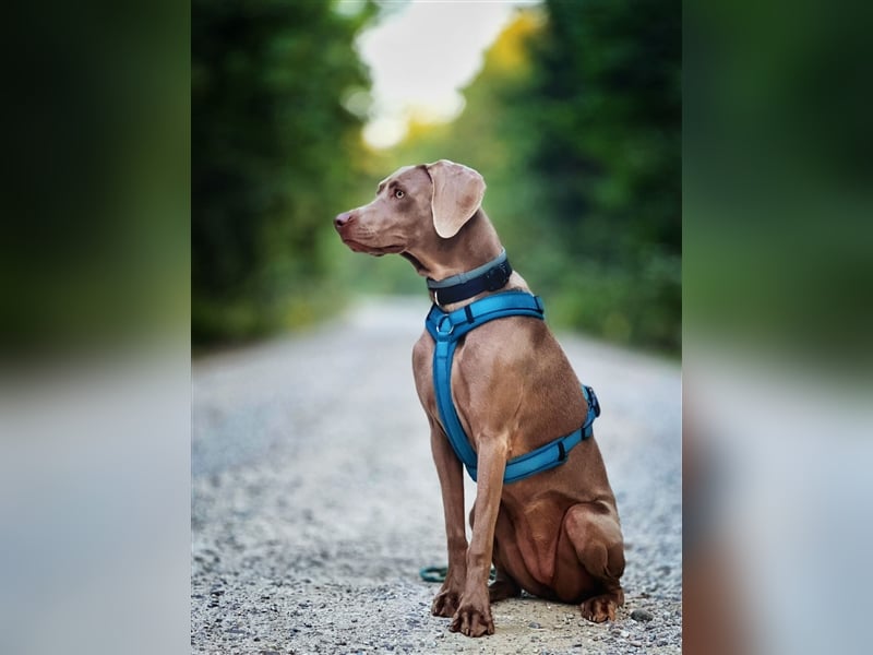 Feine Labmaraner Welpen abzugeben Labrador x Weimaraner