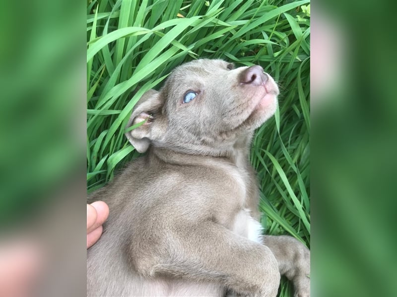 Feine Labmaraner Welpen abzugeben Labrador x Weimaraner