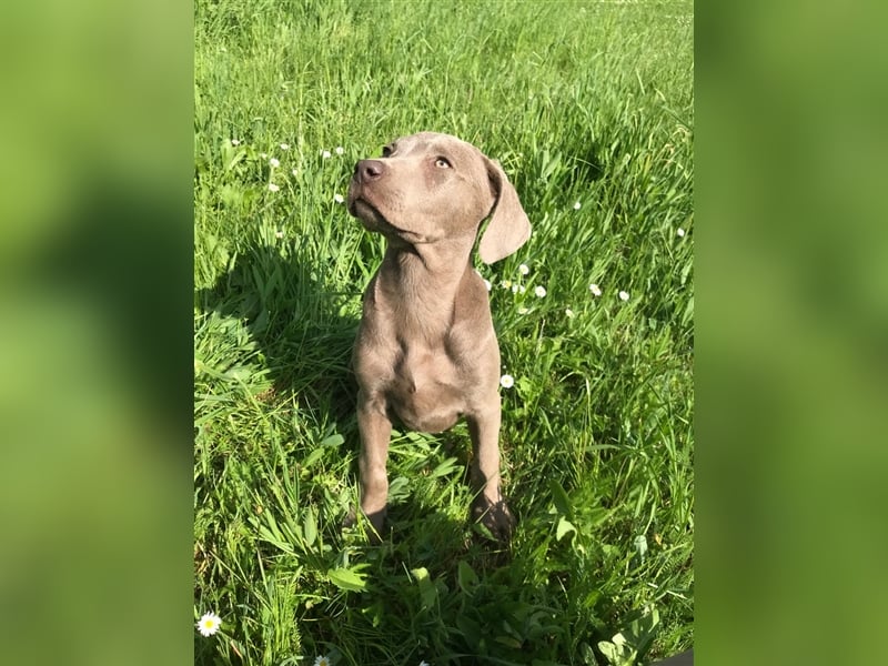 Feine Labmaraner Welpen abzugeben Labrador x Weimaraner