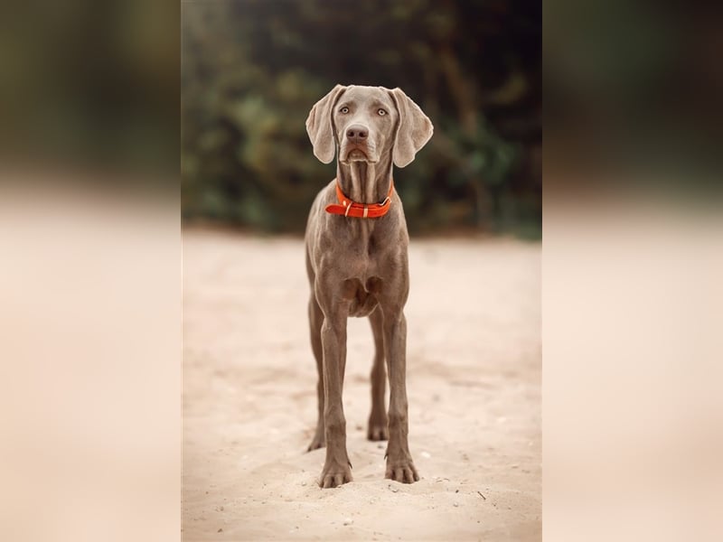 Feine Labmaraner Welpen abzugeben Labrador x Weimaraner
