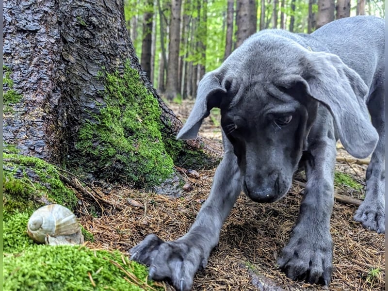 Feine Labmaraner Welpen abzugeben Labrador x Weimaraner