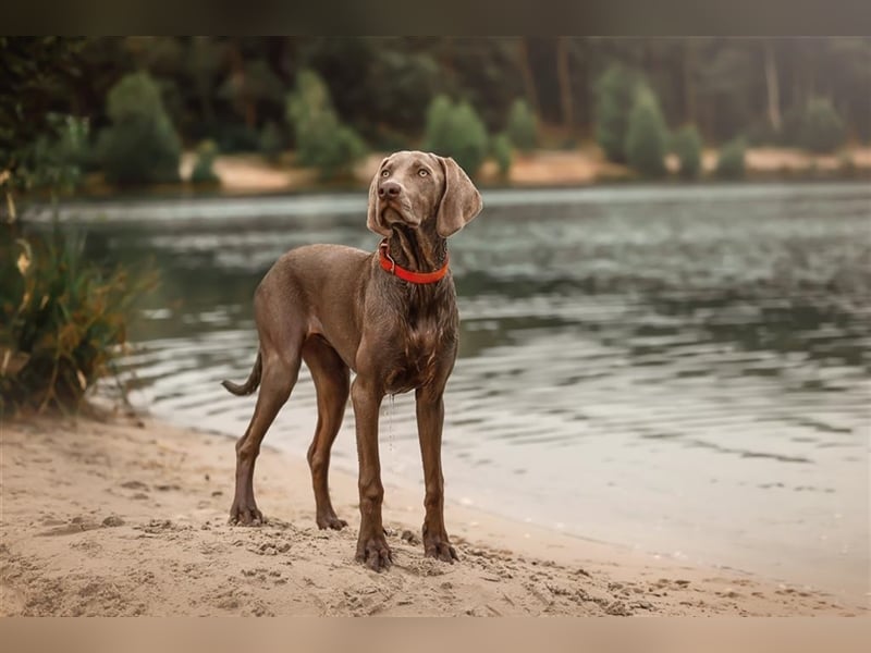 Feine Labmaraner Welpen abzugeben Labrador x Weimaraner