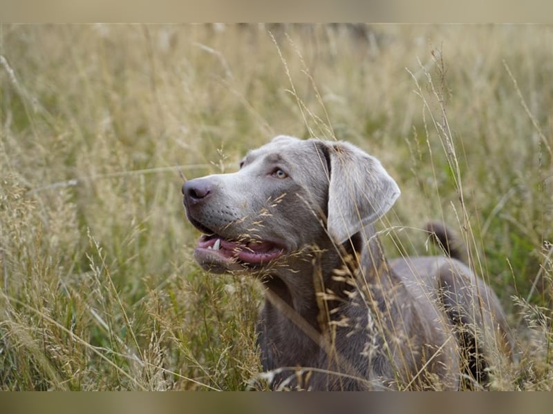 Feine Labmaraner Welpen abzugeben Labrador x Weimaraner