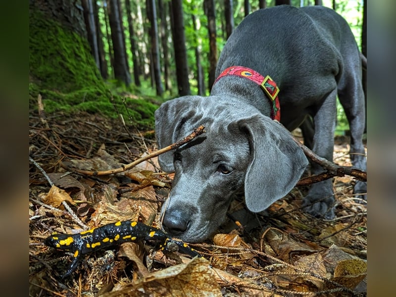 Feine Labmaraner Welpen abzugeben Labrador x Weimaraner