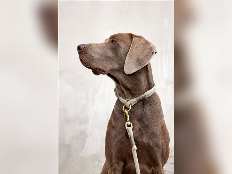 Feine Labmaraner Welpen abzugeben Labrador x Weimaraner