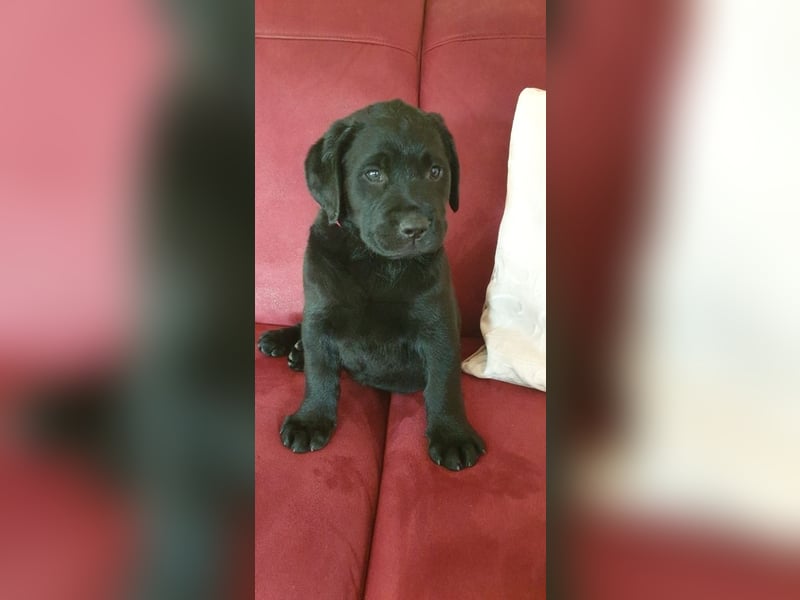 Zuckersüße Labrador Hündin, schwarz, mit Ahnentafel!