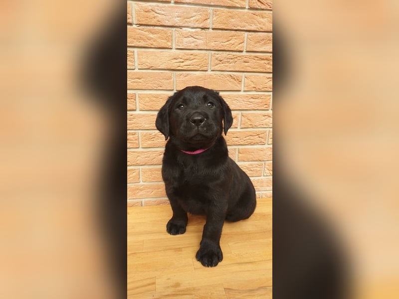 Zuckersüße Labrador Hündin, schwarz, mit Ahnentafel!