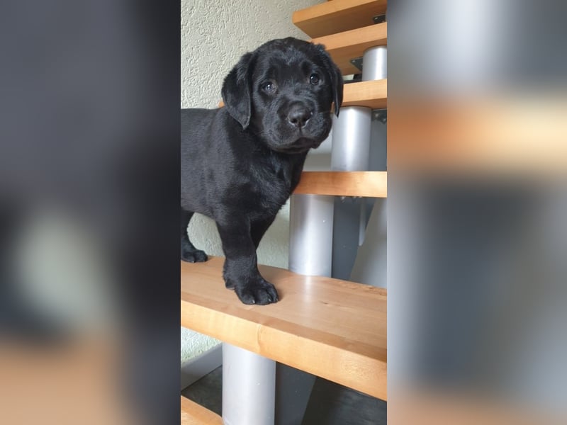 Zuckersüße Labrador Hündin, schwarz, mit Ahnentafel!