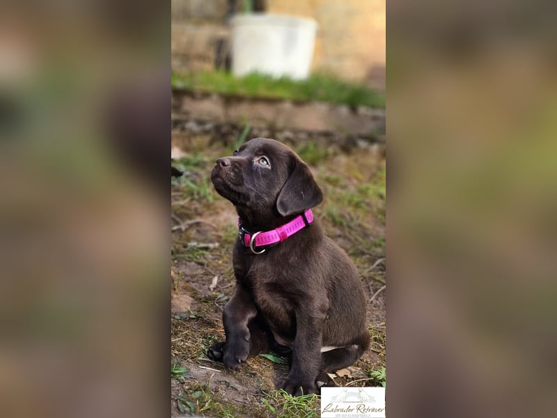 Labrador Welpen aus Körzucht