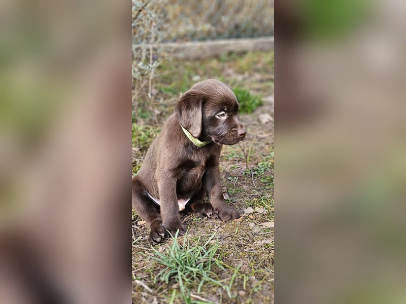 Labrador Welpen aus Körzucht
