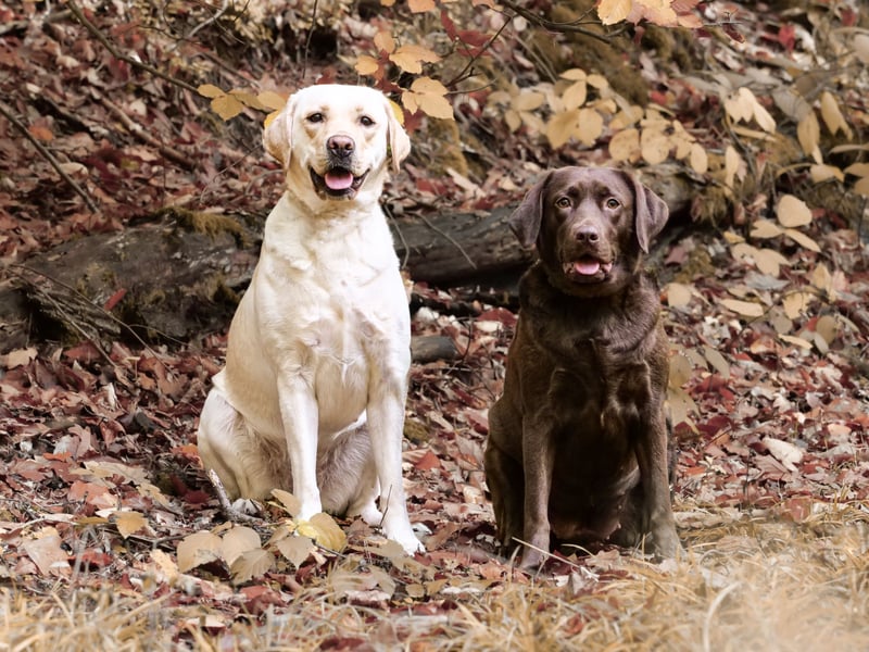 Labrador Welpen aus Körzucht