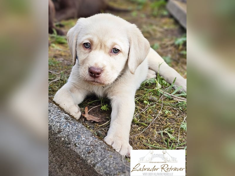 Labrador Welpen aus Körzucht