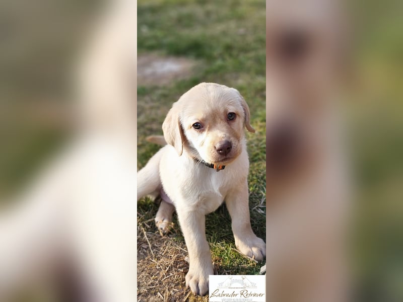 Labrador Welpen aus Körzucht