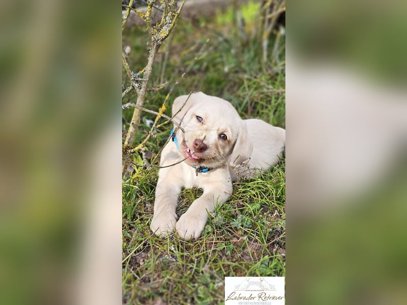 Labrador Welpen aus Körzucht