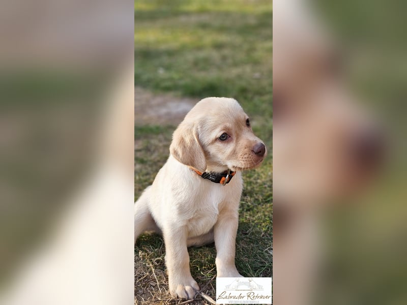 Labrador Welpen aus Körzucht