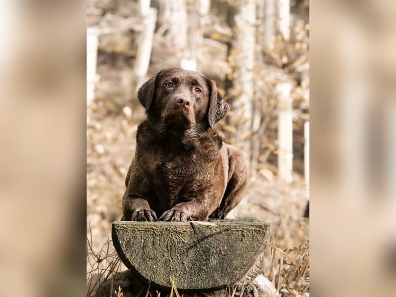 Labrador Welpen aus Körzucht