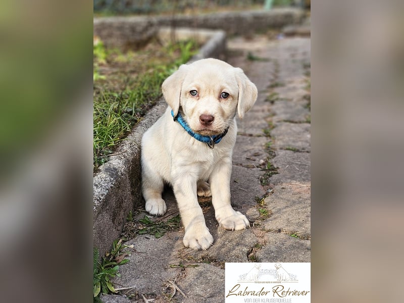 Labrador Welpen aus Körzucht