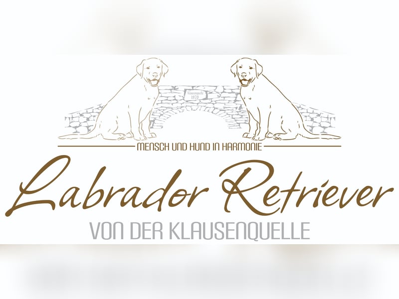 Labrador Welpen aus Körzucht