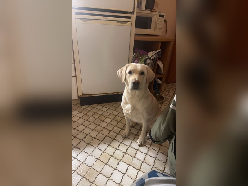 Labrador Deckrüden gesucht
