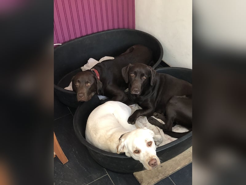 Labrador