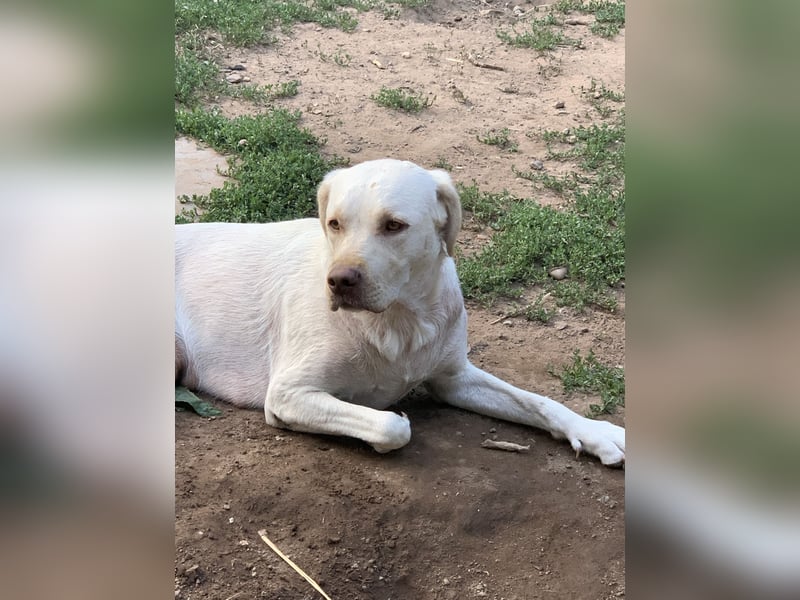 Labrador
