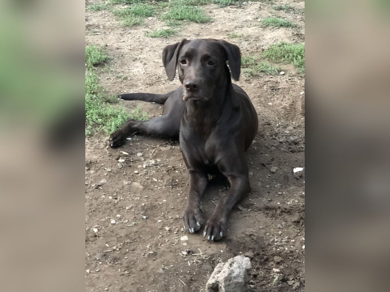 Labrador
