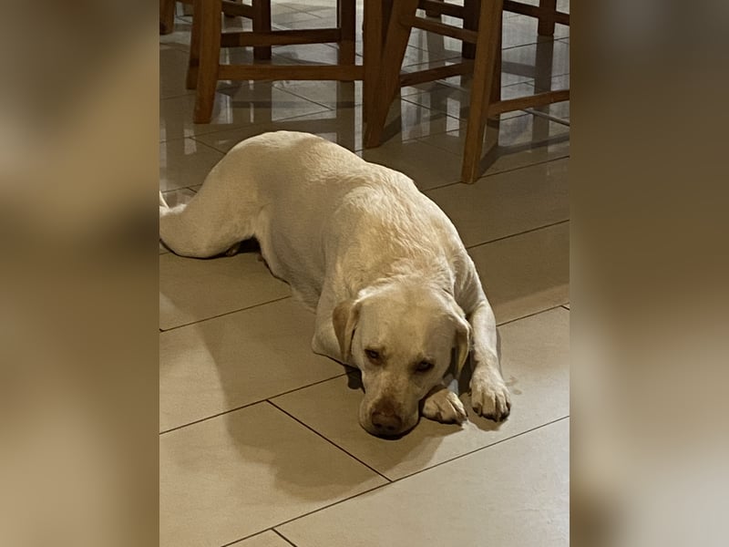 Labrador