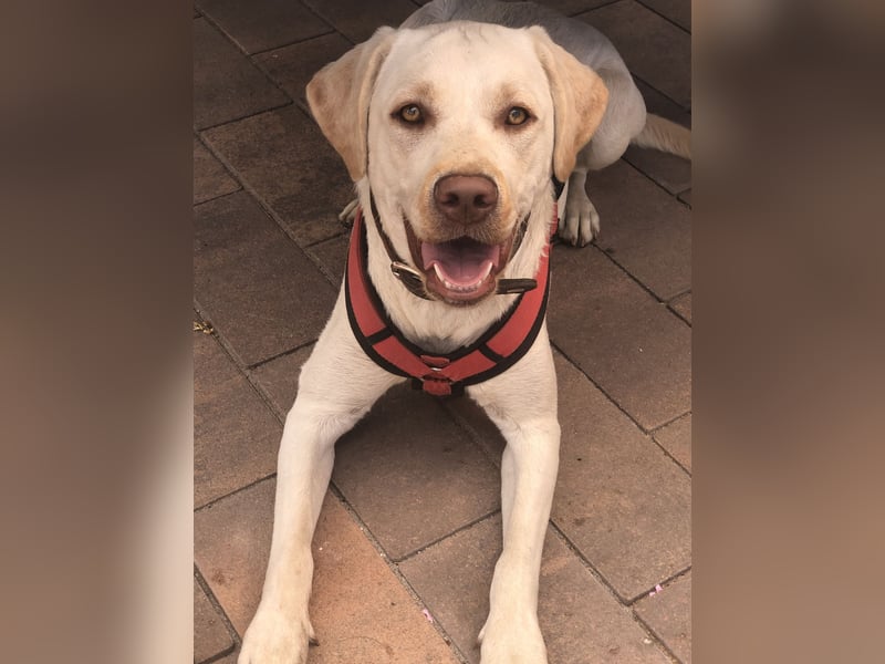 Labrador
