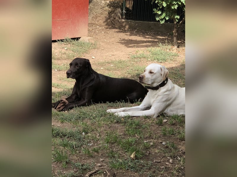 Labrador