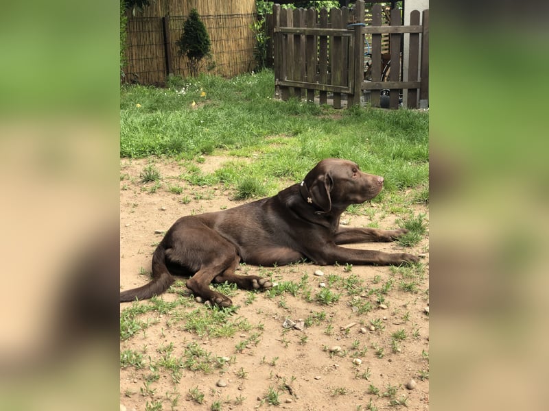 Labrador