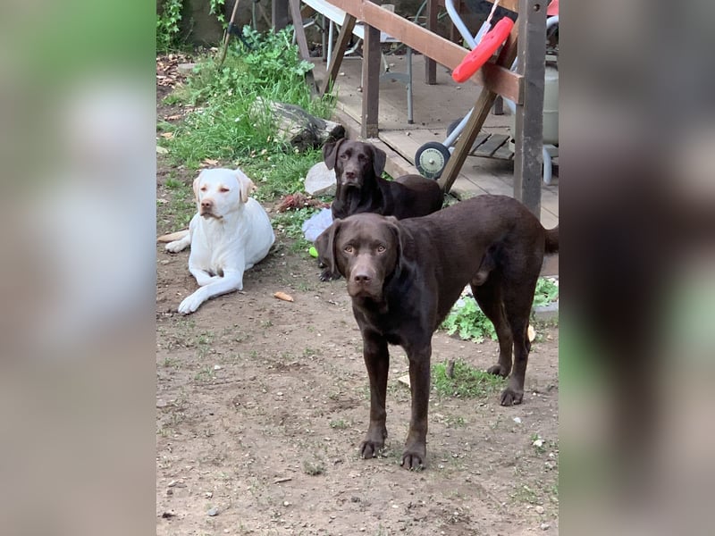 Labrador