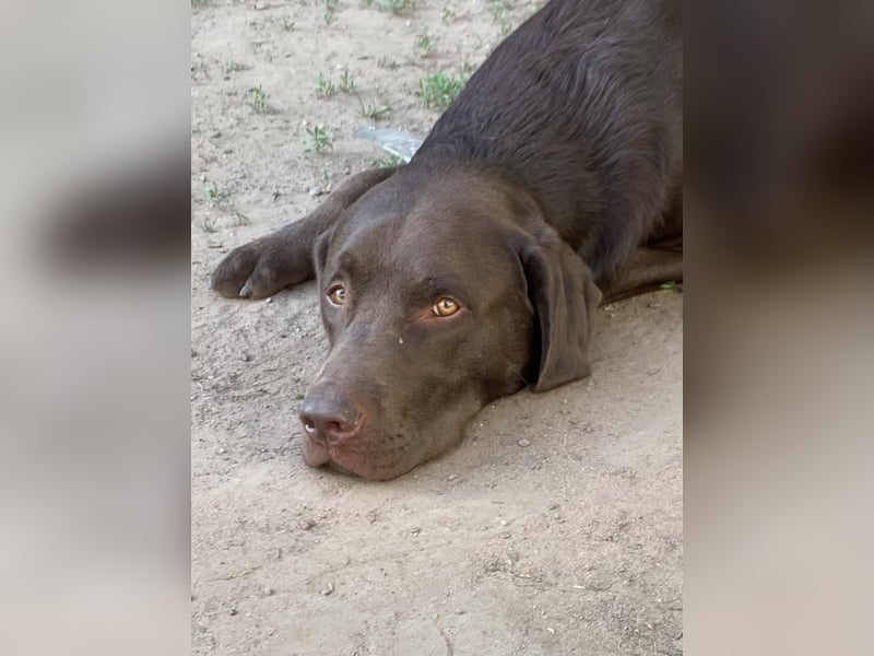 Labrador