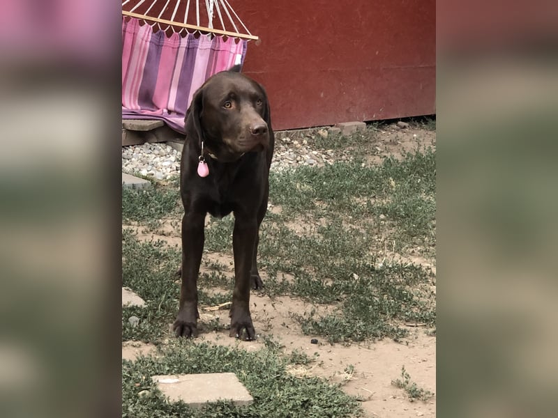 Labrador