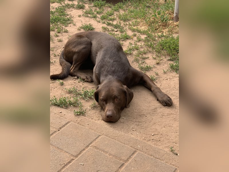 Labrador