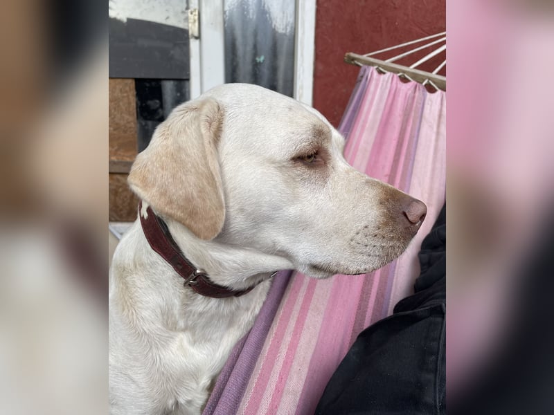 Labrador
