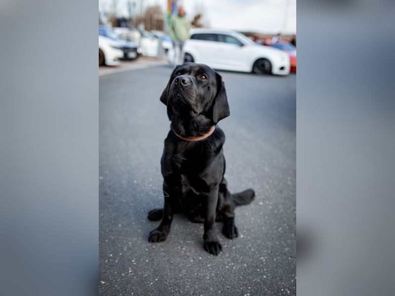 Labrador Deckrüde