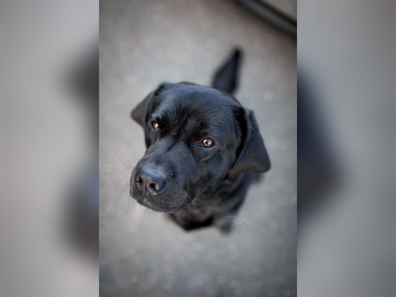 Labrador Deckrüde