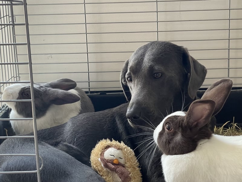 Labrador Welpen charcoal Silber braun schwarz