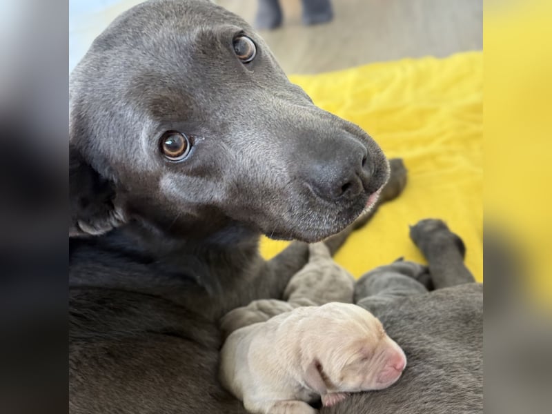 Labrador Welpen charcoal Silber braun schwarz