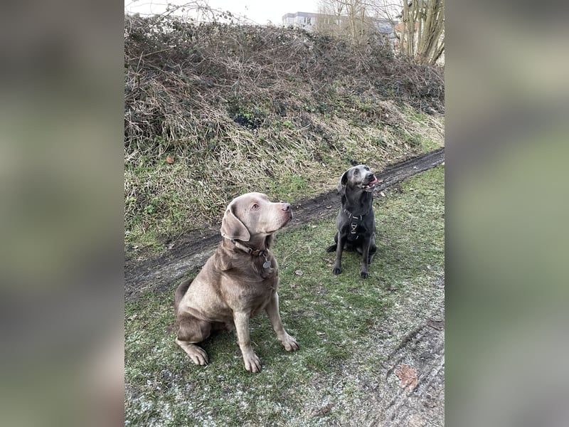 Labrador Welpen charcoal Silber braun schwarz