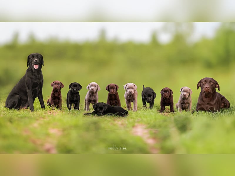Reinrassige Labradorwelpen mit Ahnentafel | schwarz braun charcoal silber