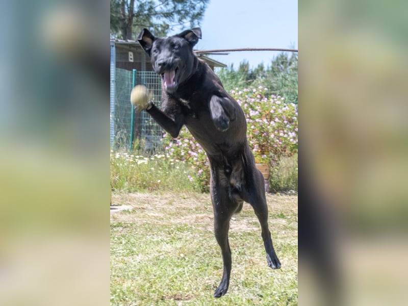 Diego - jung und verspielt