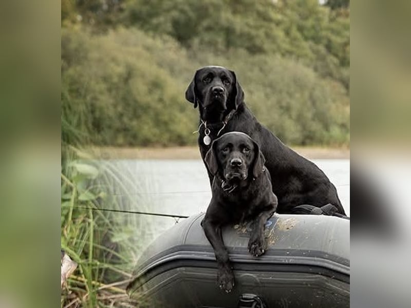 Labrador Welpen