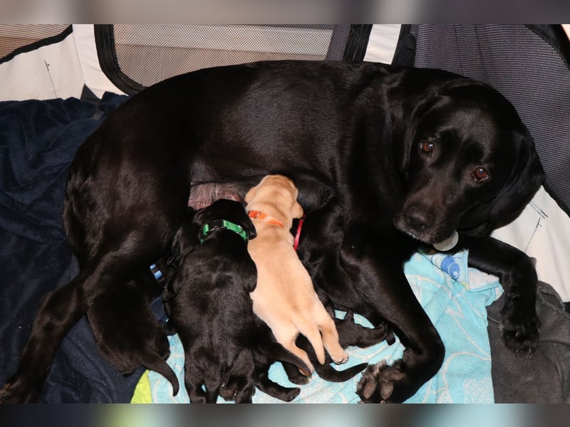 Labrador Welpen
