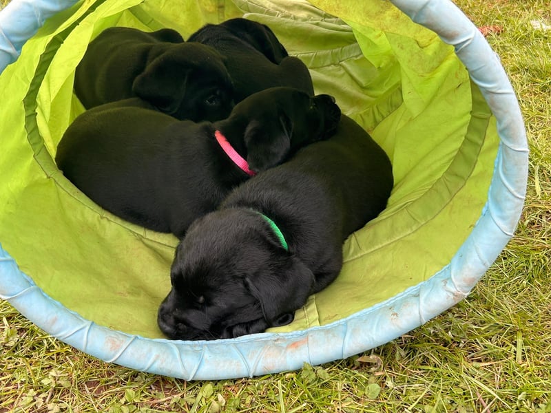 Labrador Welpen