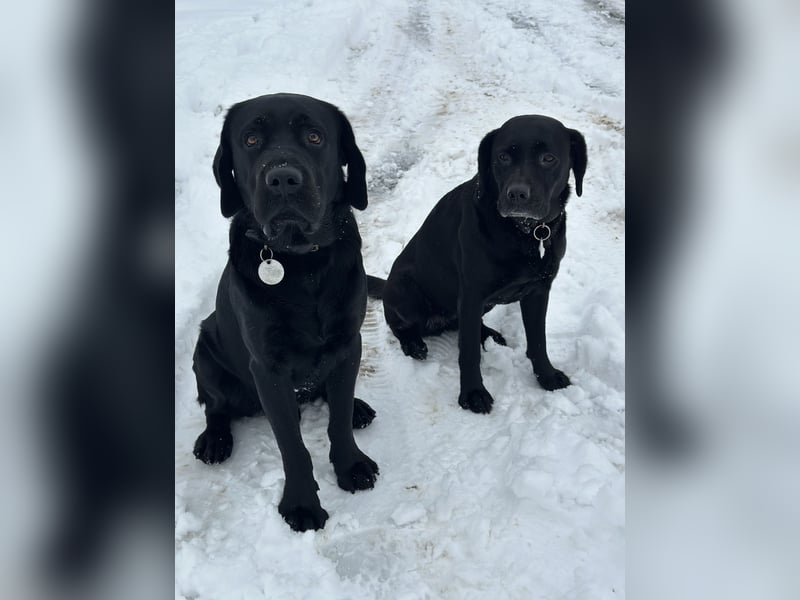 Labrador Welpen