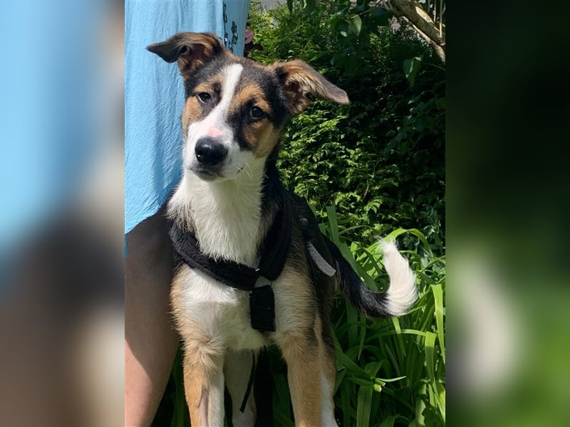 Lucky sucht Menschen mit Hundeverstand