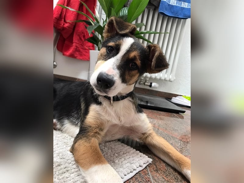 Lucky sucht Menschen mit Hundeverstand